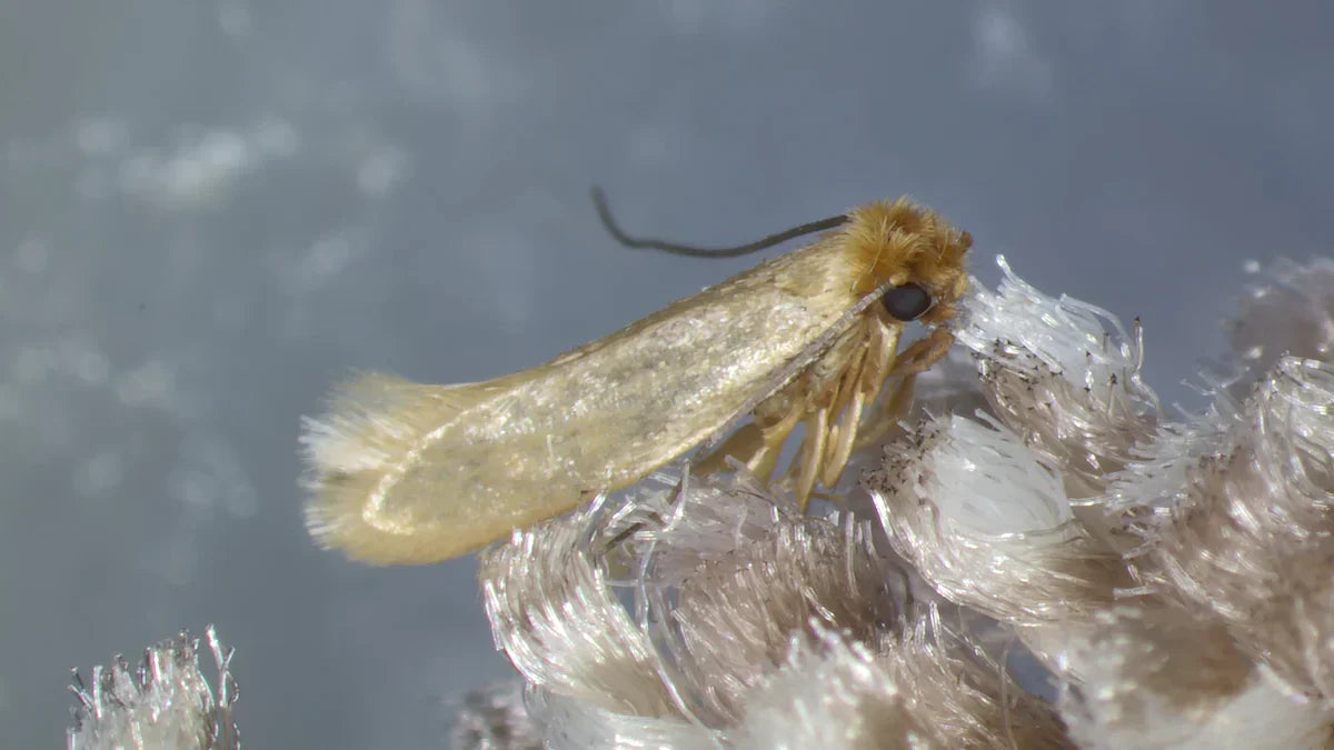 Kleidermotten und Lebensmittelmotten: so beugst du ihnen vor und bekämpfst sie auf natürliche Weise