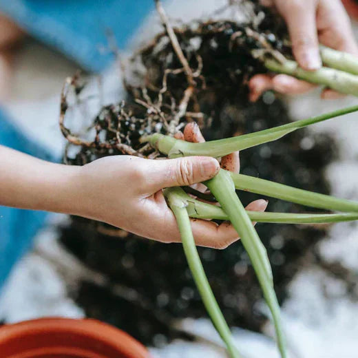 Die Wiederverwendung von Blumenerde - Ist das möglich?