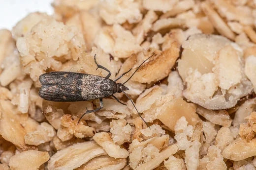 Pheromonfallen oder Schlupfwespen: Wie wirst du Lebensmittelmotten dauerhaft los?