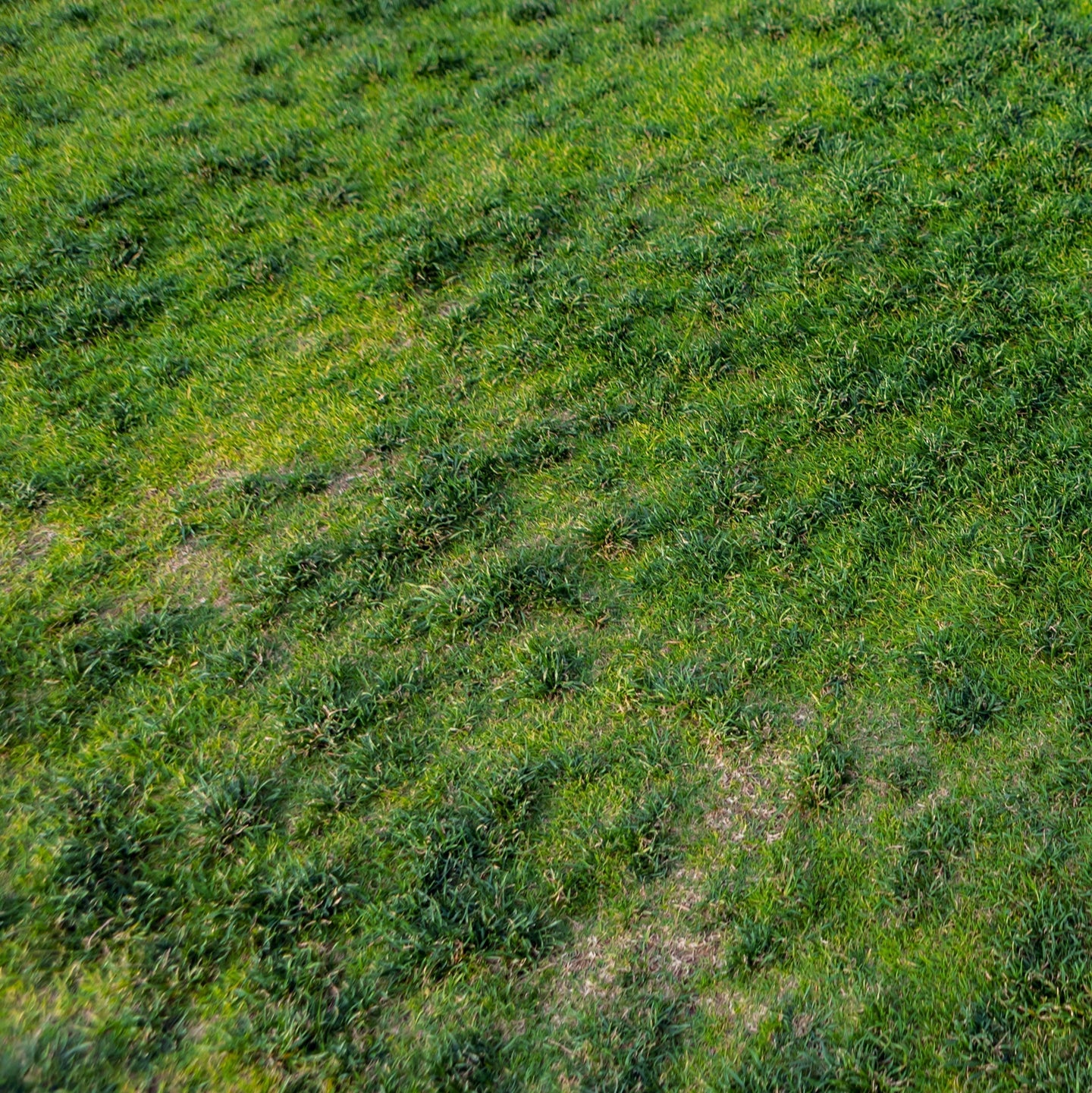 Gelbe Flecken im Rasen? So bekämpfen Sie Engerlinge und Schnakenlarven auf natürliche Weise