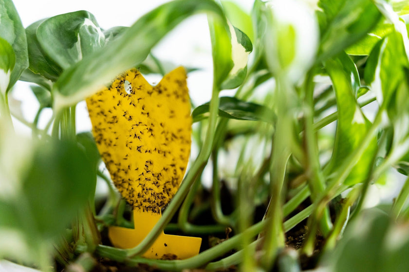 So erkennst du Trauermücken!