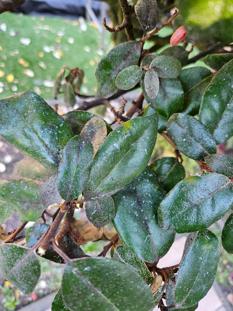 Image 57582144749910