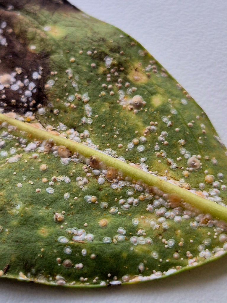 Image 57581767393622