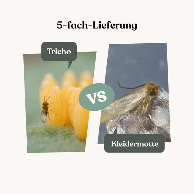 Tricho - gegen Kleidermotten (5-fach-Lieferung)
