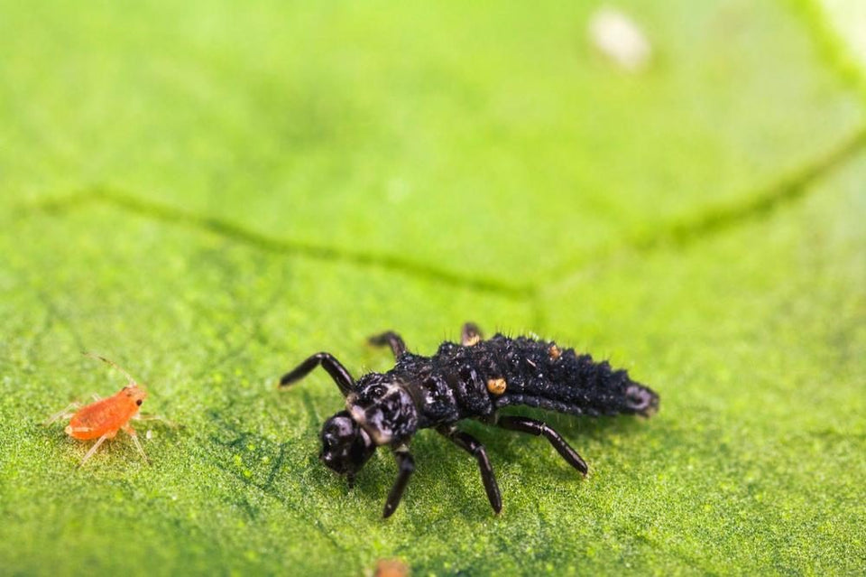 Image 58007234543958