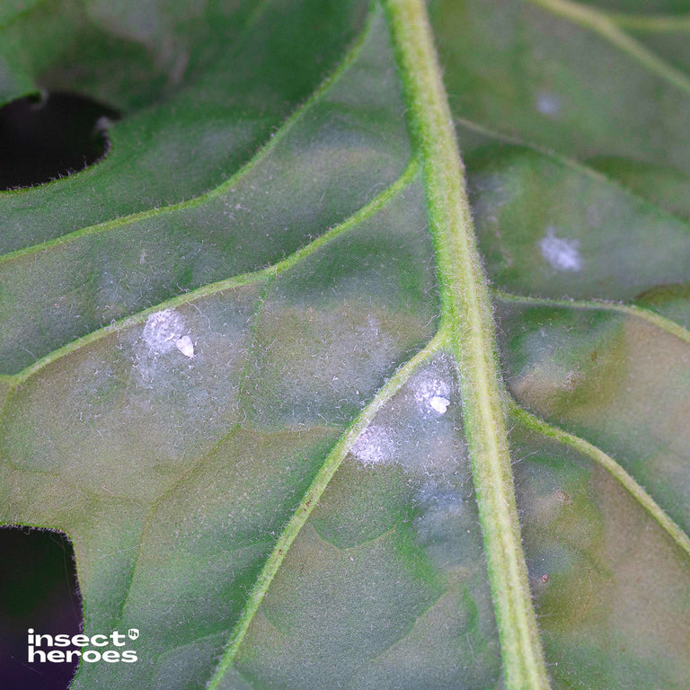 Image 57582093795670