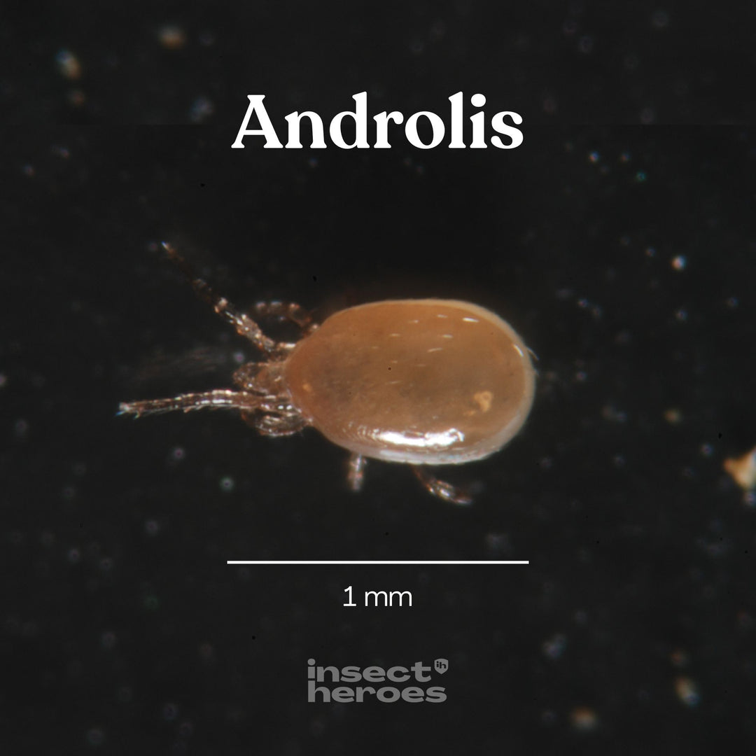 Combi Deal - Rote Vogelmilben vorbeugen