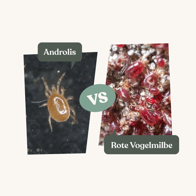 Androlis - gegen rote Vogelmilben