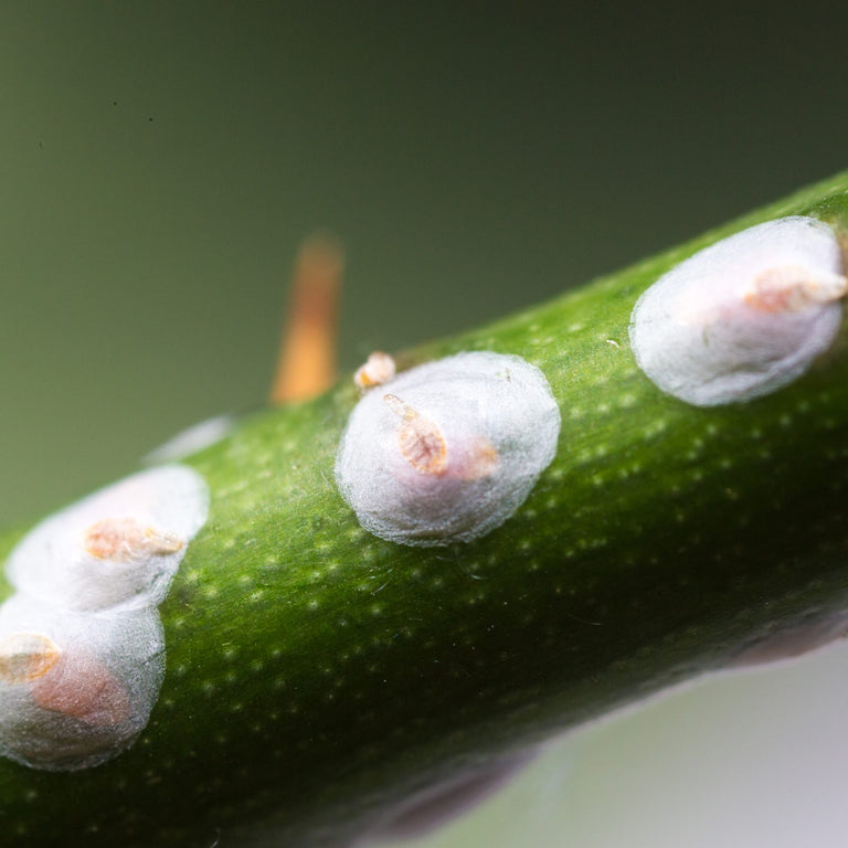 Image 57581814153558