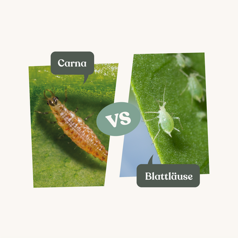 Image 48147815661910