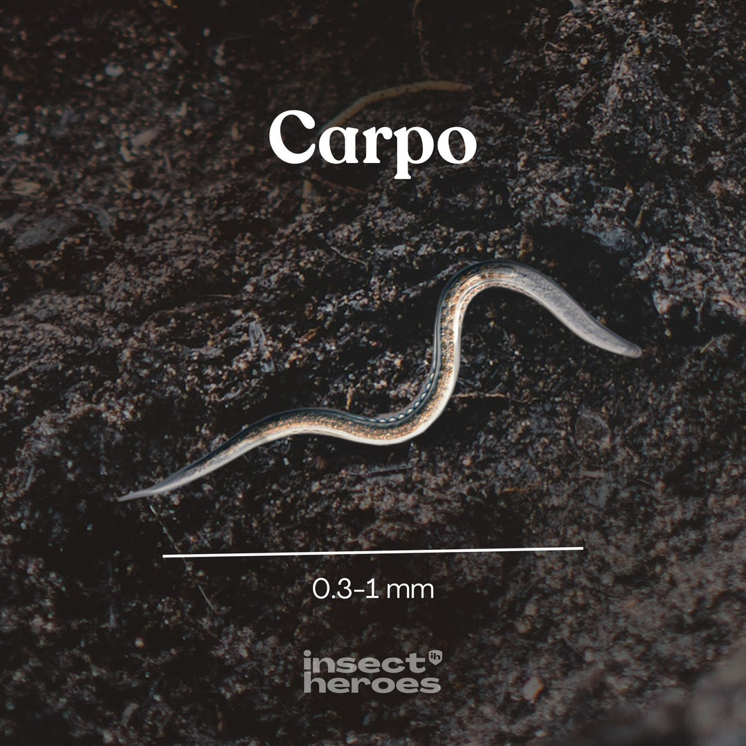 Carpo - gegen Schnakenlarven