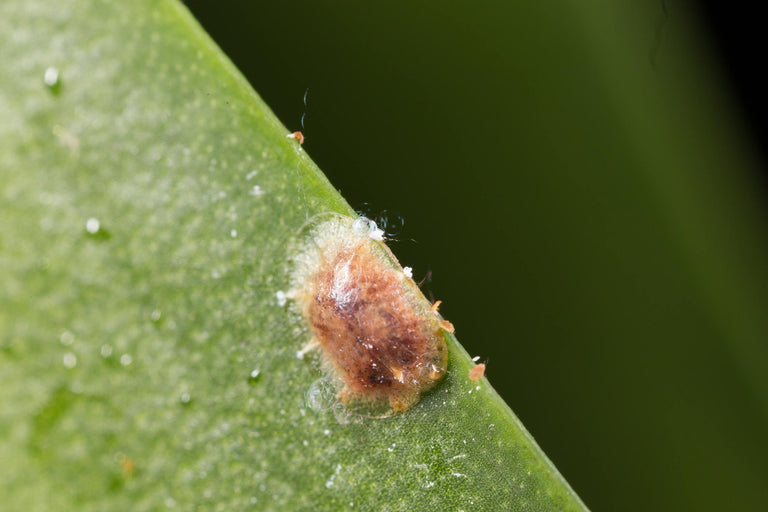 Image 57595152171350