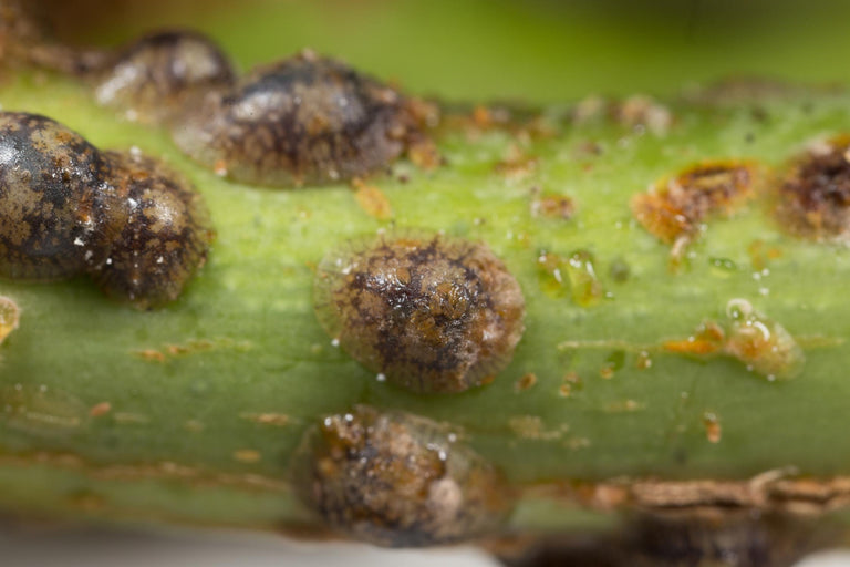 Image 57595158626646