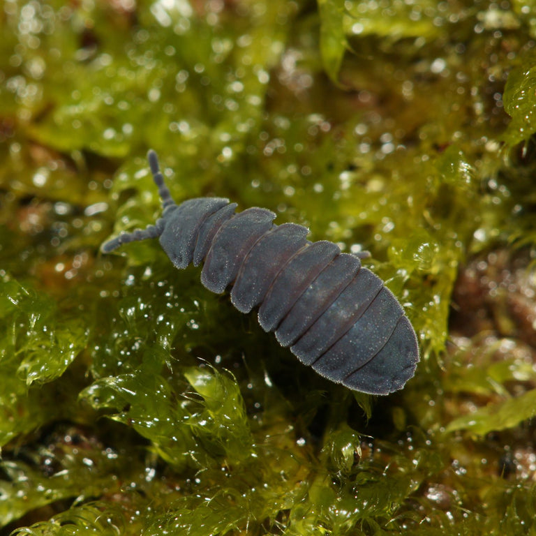 Image 57582204944726