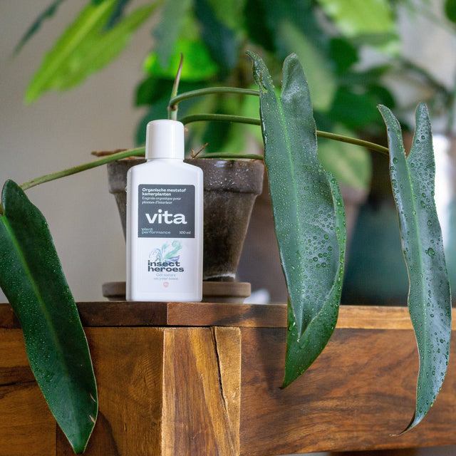 Vita Zimmerpflanzen