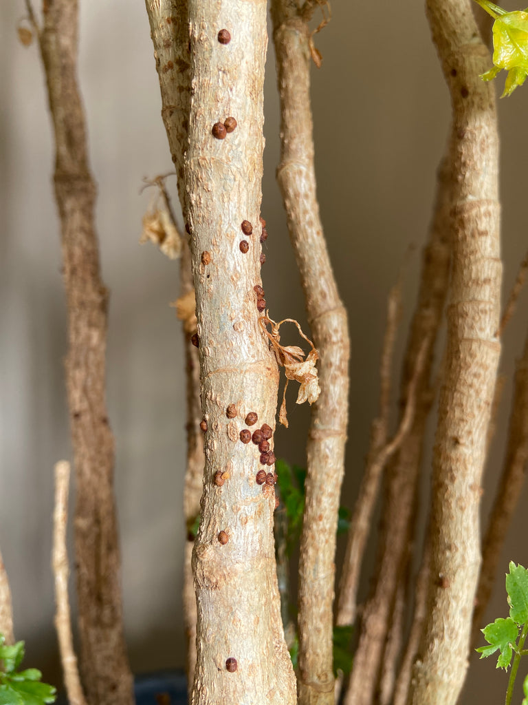 Image 57595157643606