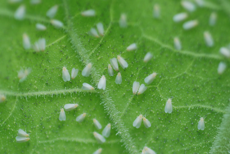 Image 57582074036566