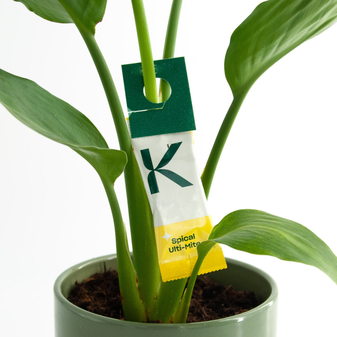 Nicus kweekzakje hangt in plant