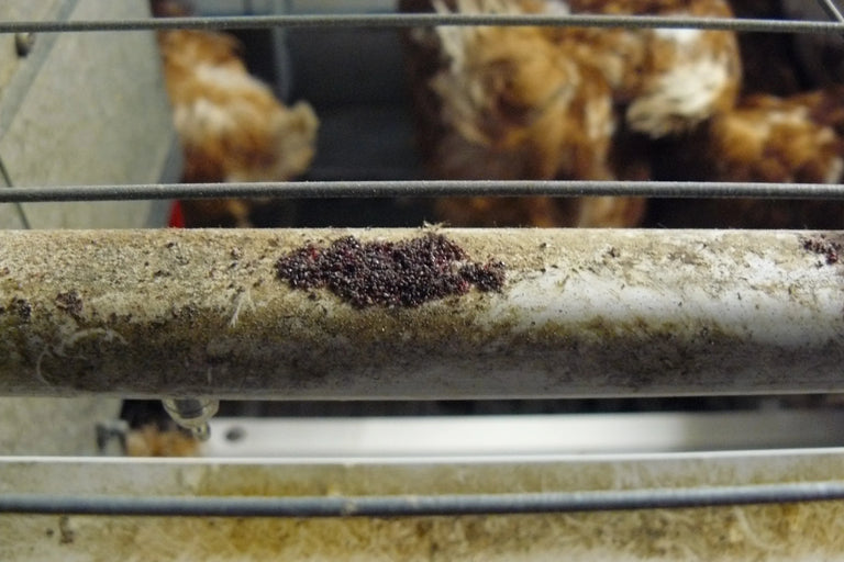 Image 57463644258646