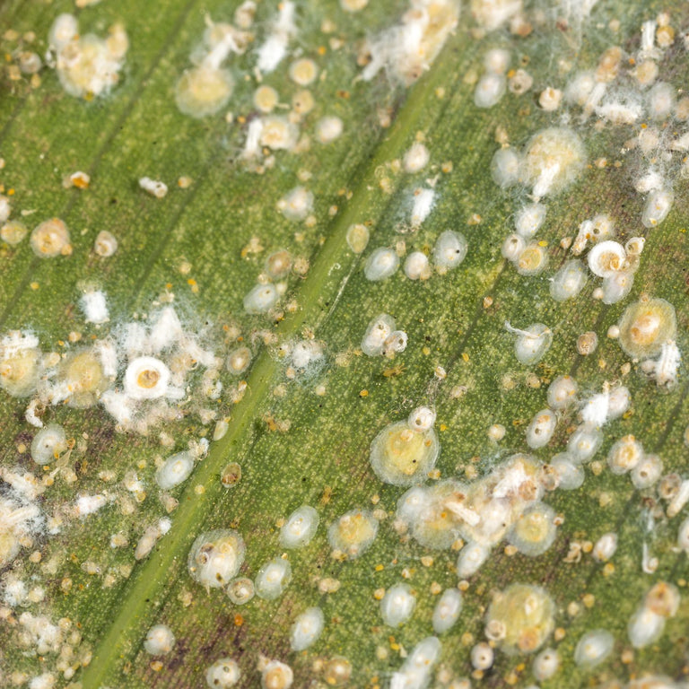 Image 57581822968150