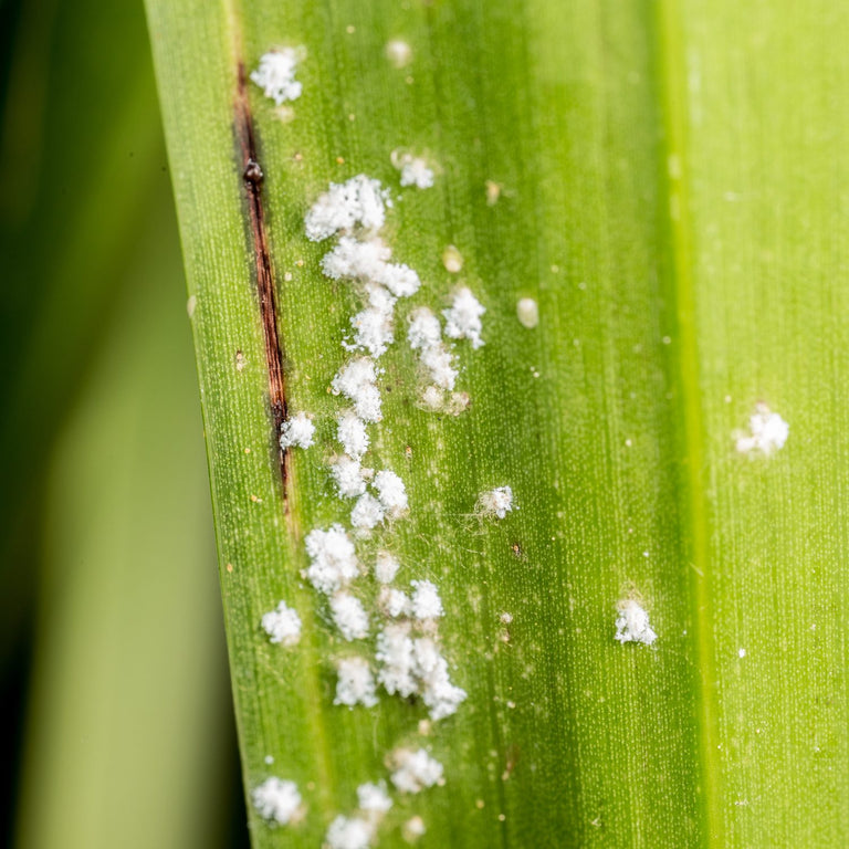 Image 57581807501654