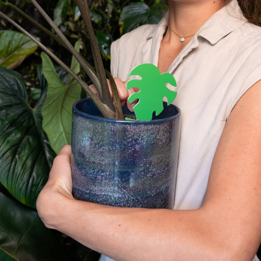 Sticky Leaf Grün Mini - gegen Trauermücken