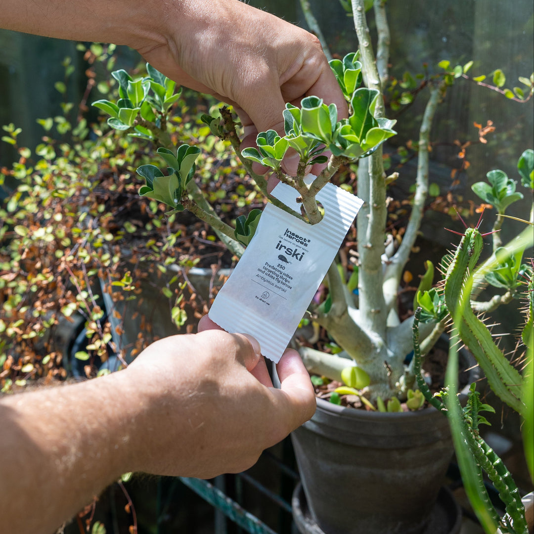 Combi Deal - gegen Weiße Fliege