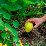 Limax Trap – gegen Schnecken