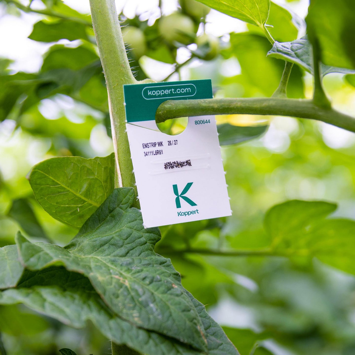 Combi Deal - gegen Weiße Fliege