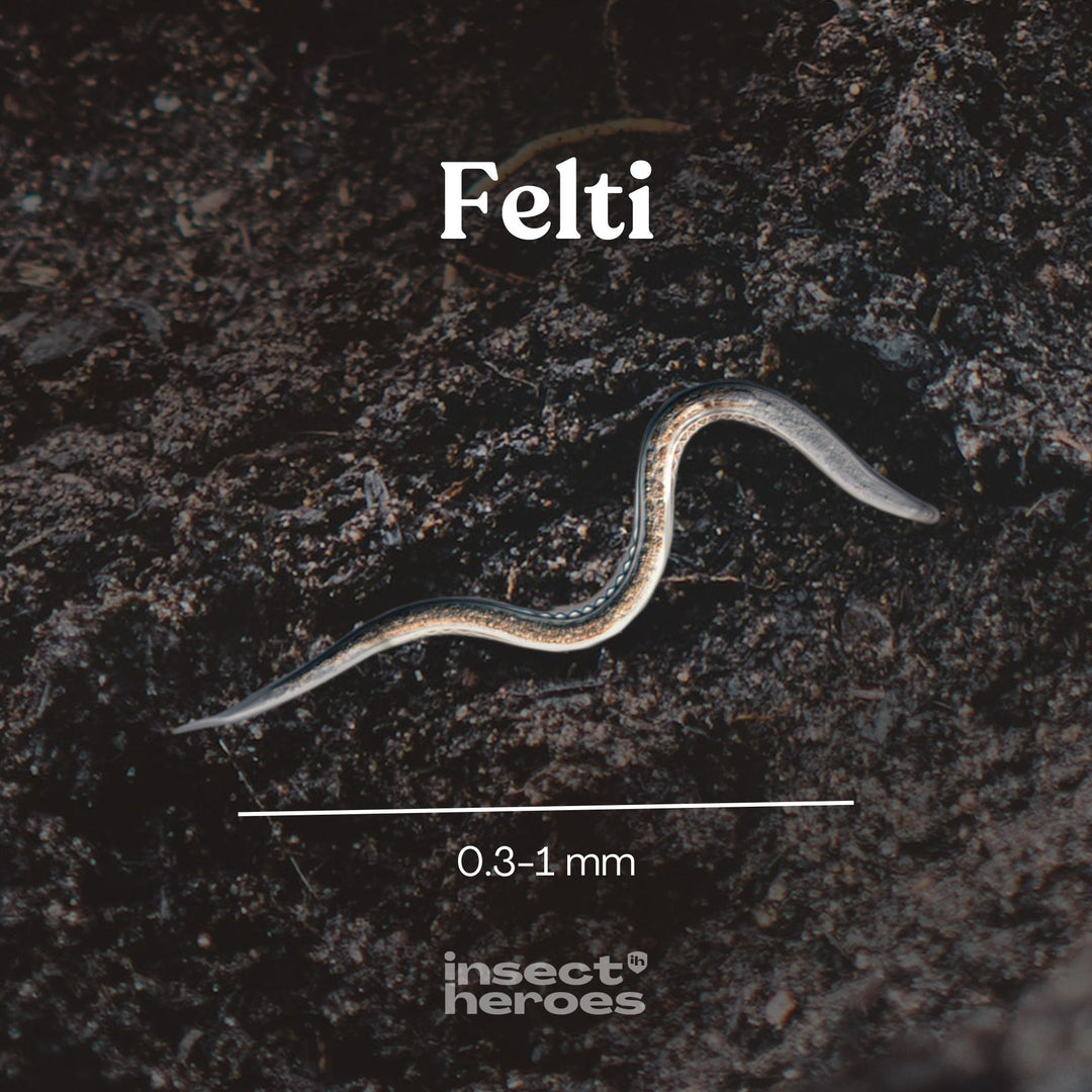 Felti - gegen Dickmaulrüssler