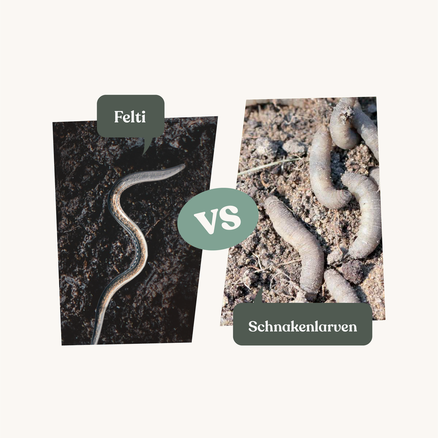 Felti - gegen Schnakenlarven