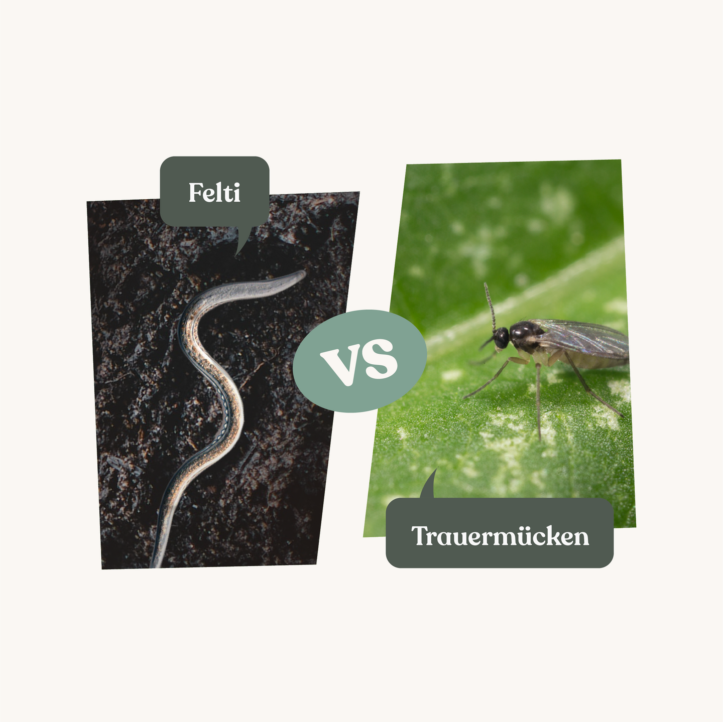 Felti - gegen Trauermücken