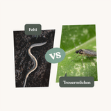 Felti - gegen Trauermücken