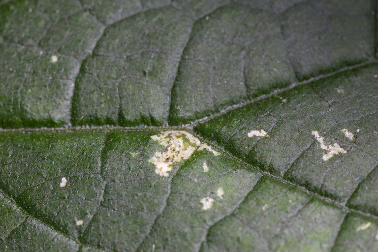 Image 64188709241174