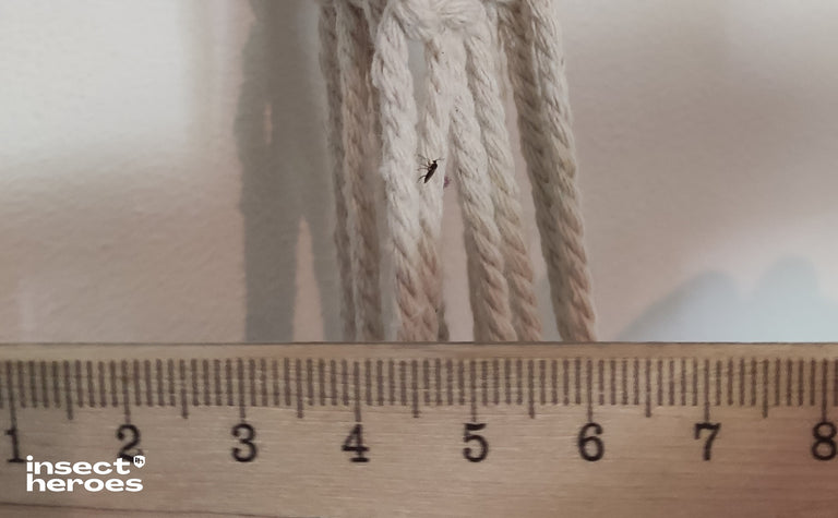 Image 57594880786774