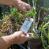 Protect Plants Deal - verhindere Schädlingsbefall