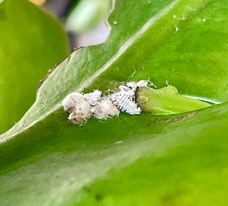 Image 57578976313686