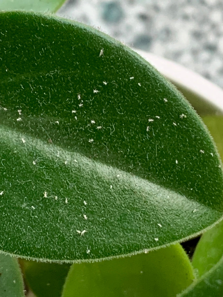 Image 57579048862038