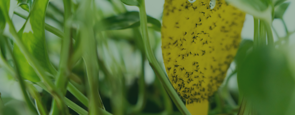 Image 57089616904534