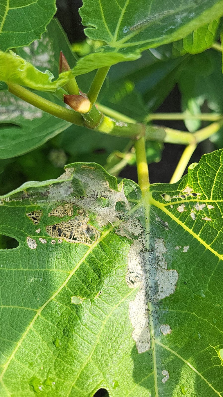 Image 60006717653334