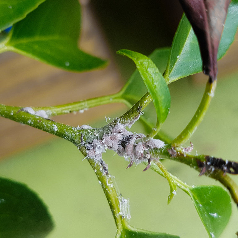 Image 57579102241110