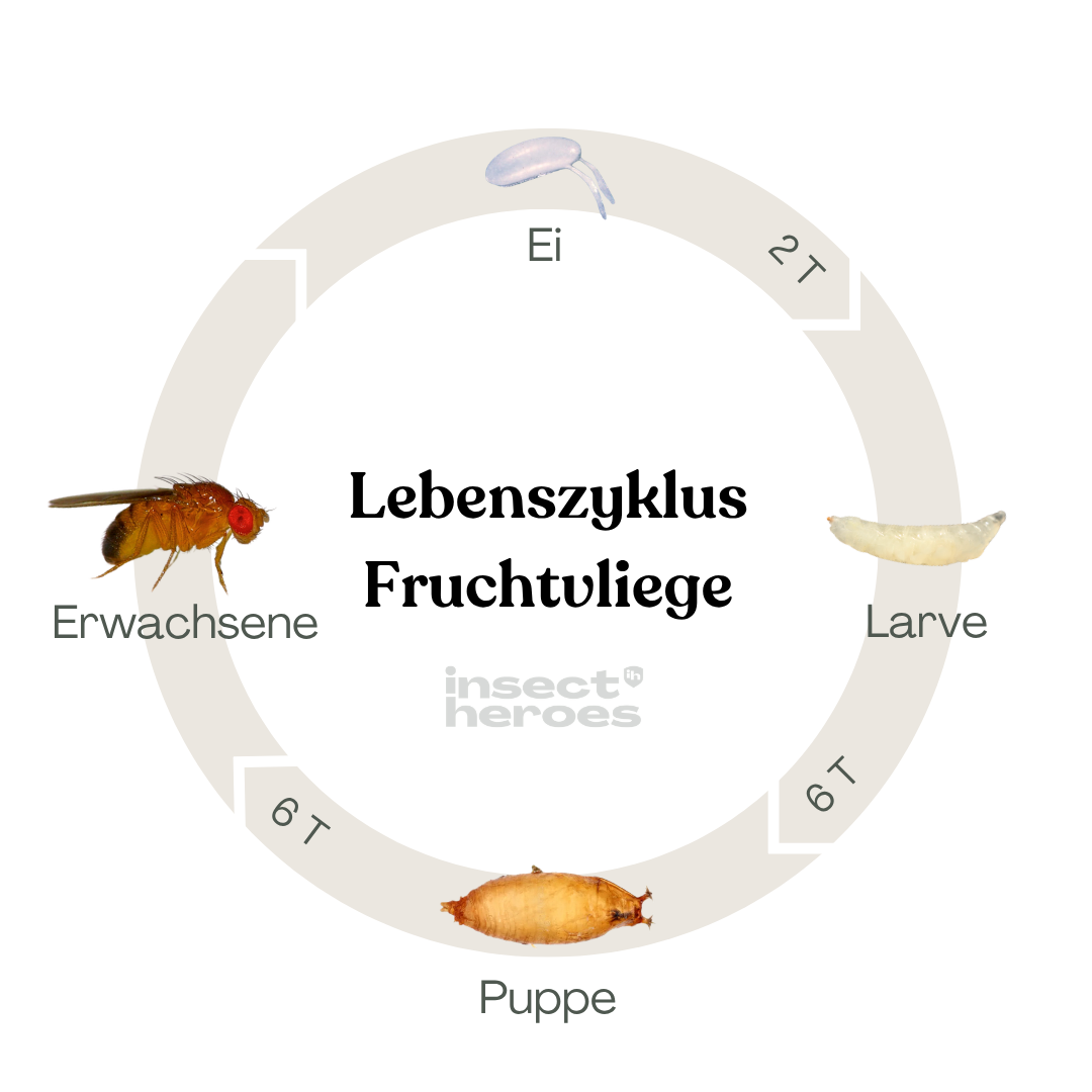 teff saatgut kaufen Teff Flour, Gluten Free – Kalustyan's