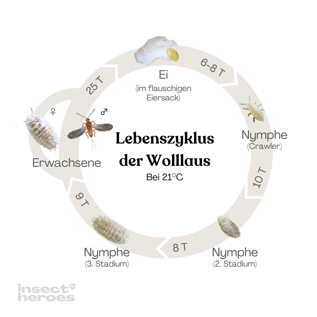 Wollluse auf natrliche Weise bekmpfen | Insect Heroes | Insect Heroes  Deutschland