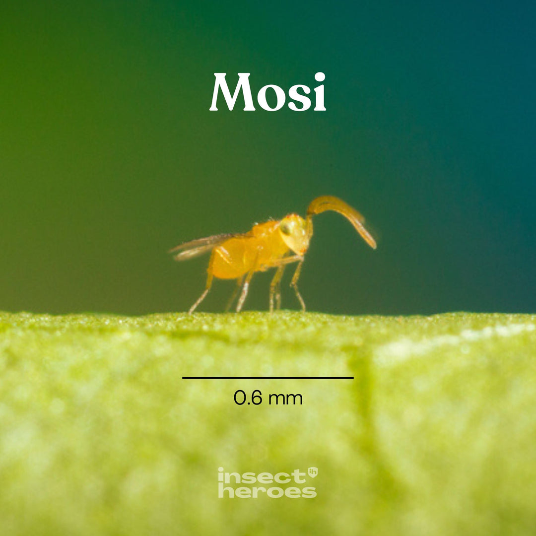 Mosi - gegen Weiße Fliege