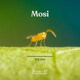 Mosi - gegen Weiße Fliege