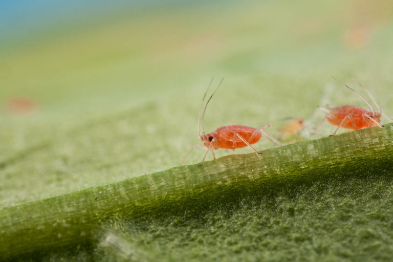 Image 57595125268822