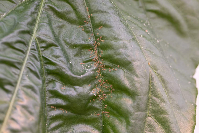 Image 57595126153558