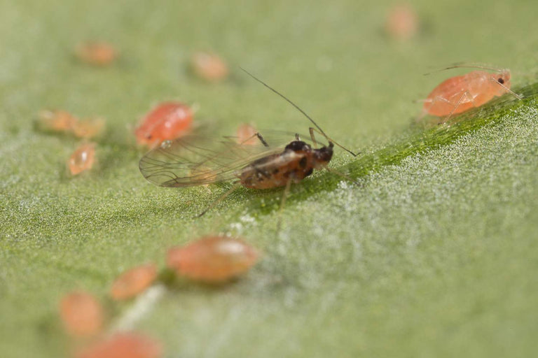 Image 57595129299286