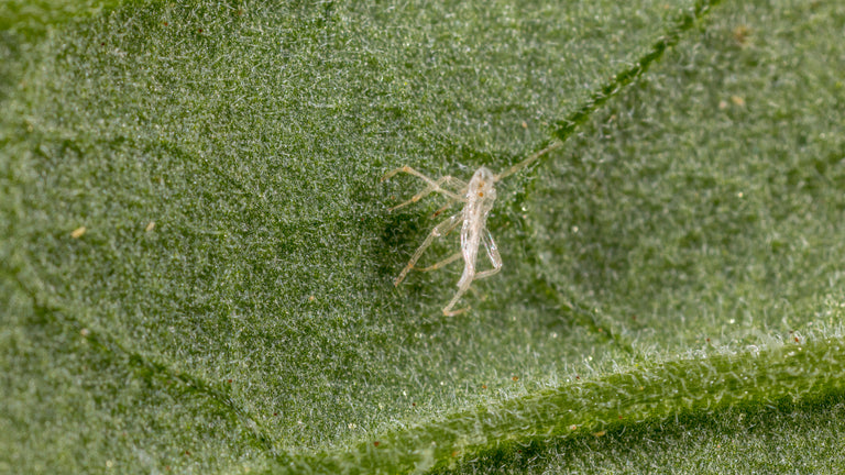 Image 57579045716310