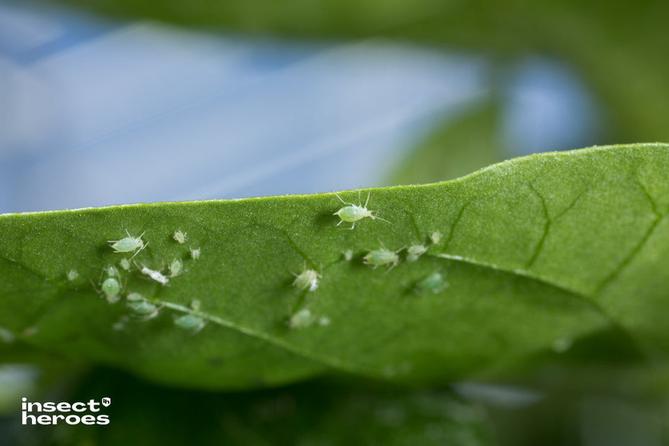 Groene perzikluis op onderkant blad